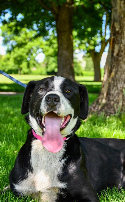Iris, a Adoptable mixed breed in Yakima, WA image 1/3