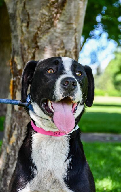 Iris, a Adoptable mixed breed in Yakima, WA image 2/3