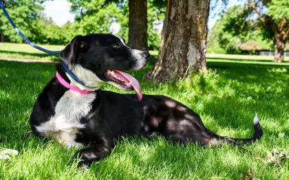 Iris, a Adoptable mixed breed in Yakima, WA image 3/3