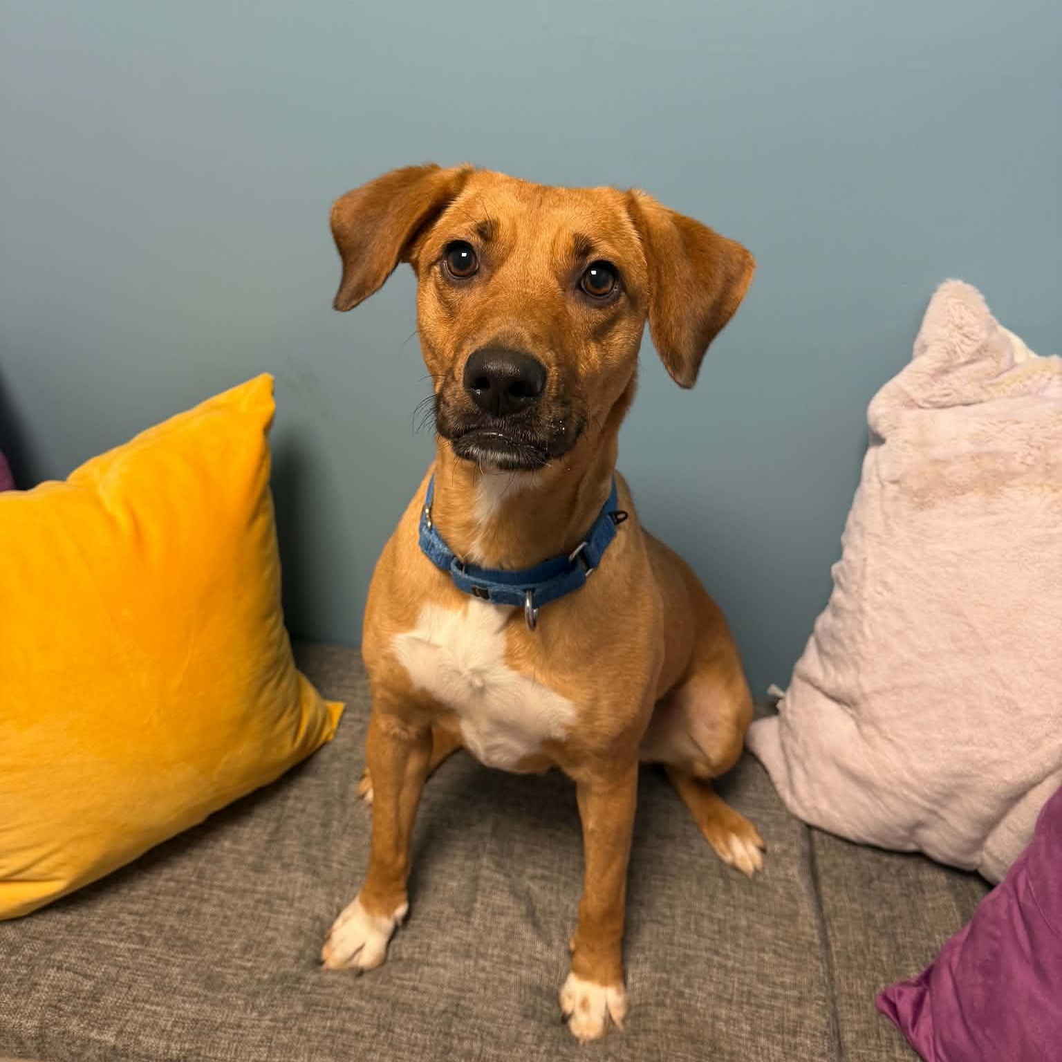 Enlarge Fiona, a Adoptable mixed breed in Cumberland, RI image 4/6