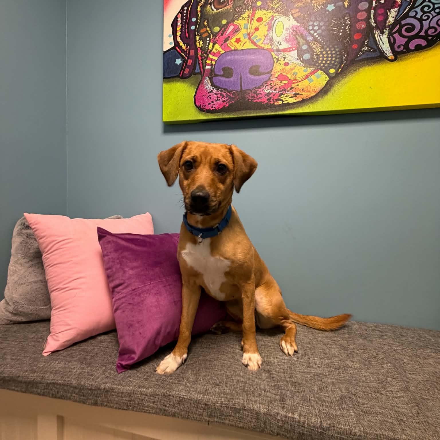 Enlarge Fiona, a Adoptable mixed breed in Cumberland, RI image 3/6