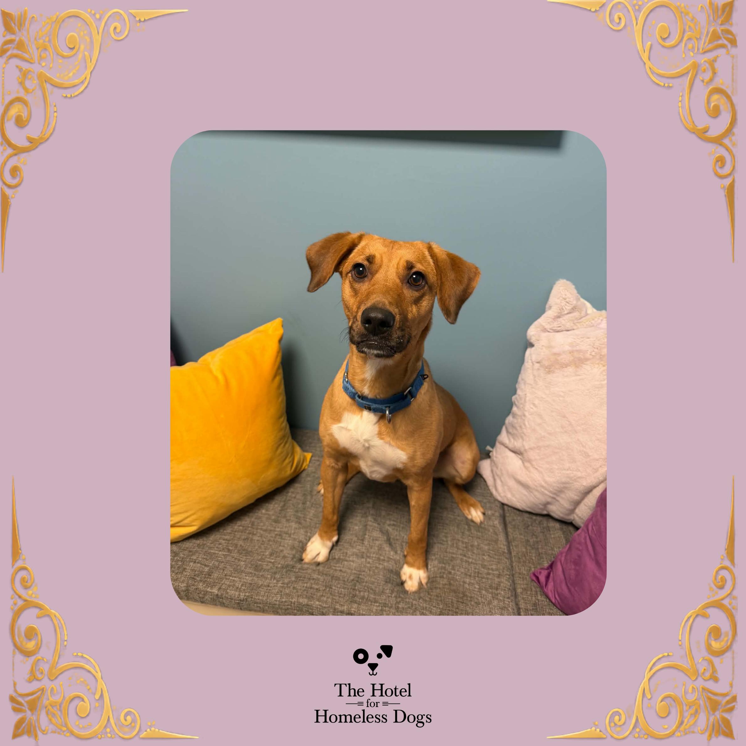 Fiona, Adoptable, Young Female Bloodhound & Mixed Breed.