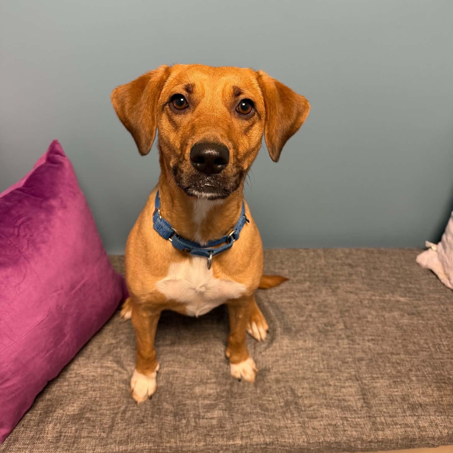 Enlarge Fiona, a Adoptable mixed breed in Cumberland, RI image 2/6