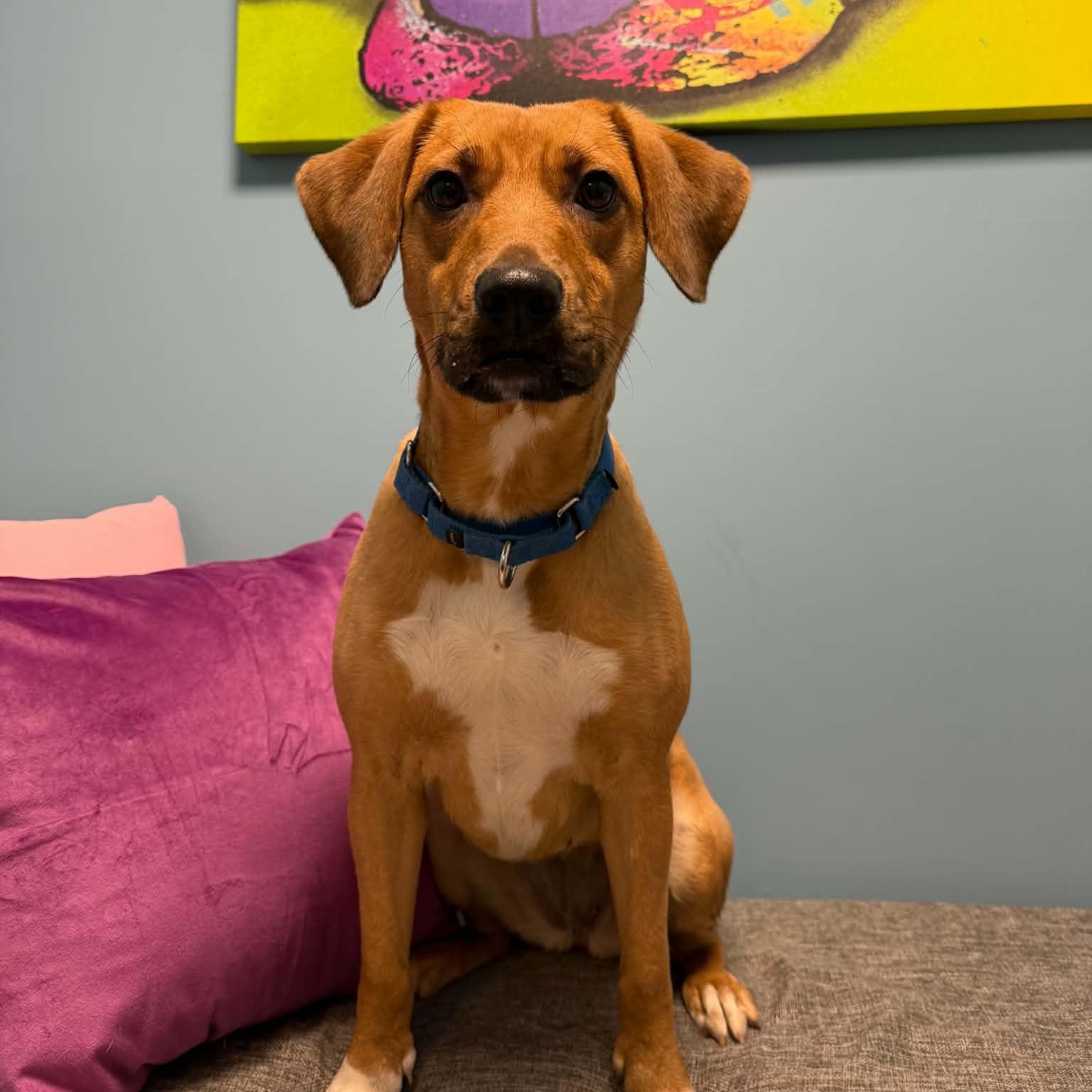 Enlarge Fiona, a Adoptable mixed breed in Cumberland, RI image 5/6