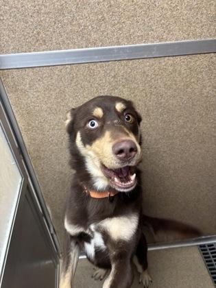 Charlie, Adoptable, Young Male Siberian Husky & Mixed Breed.