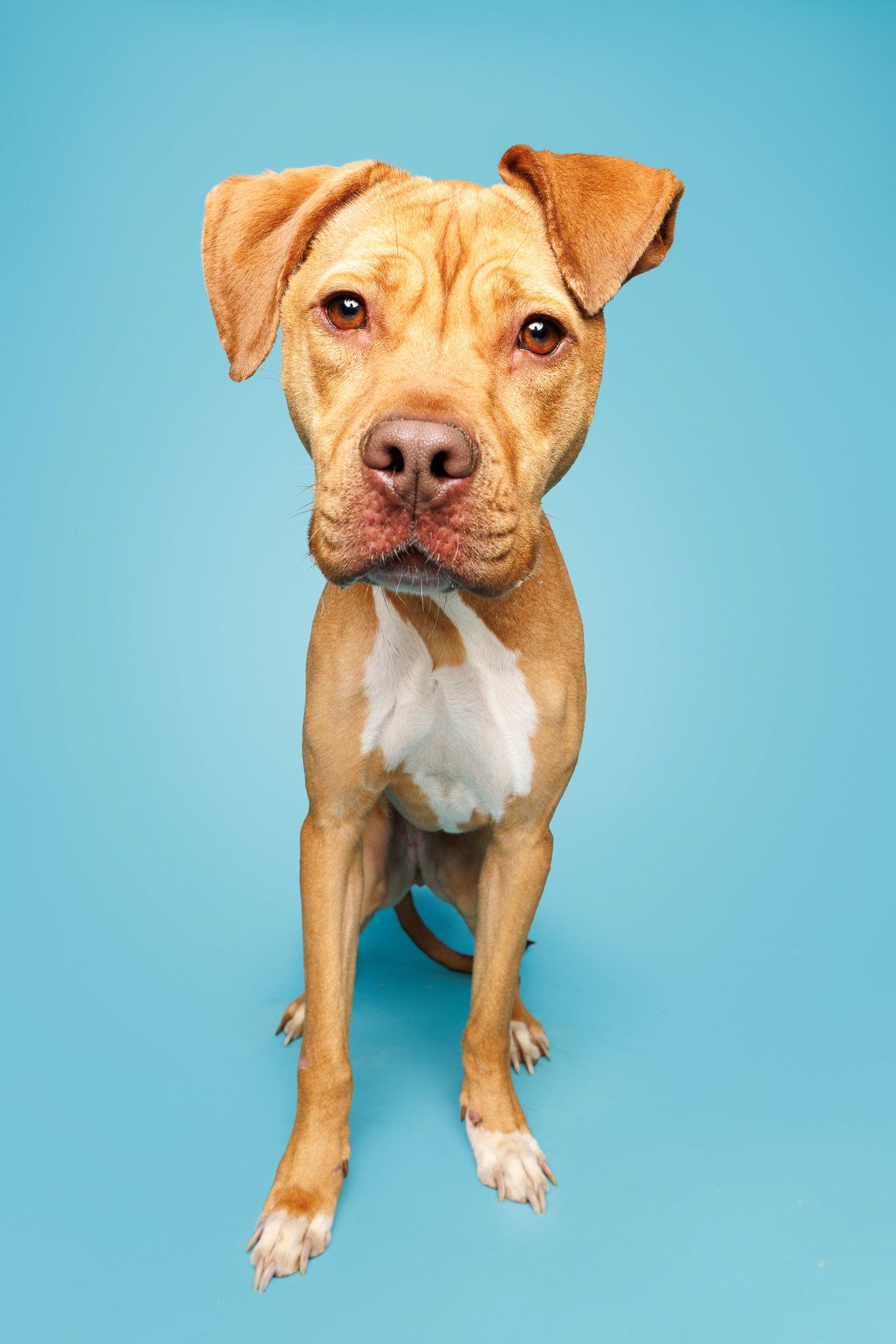 Sunflower, Adoptable, Adult Female Mixed Breed.