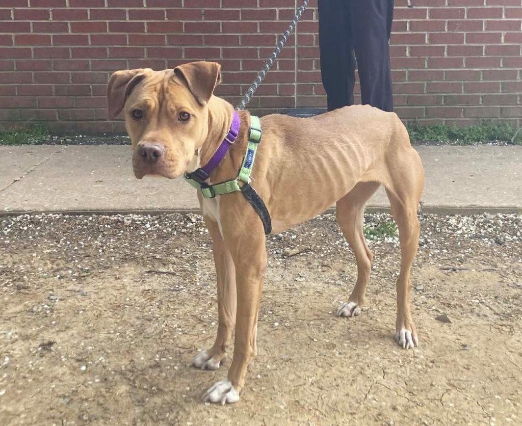 Enlarge Sunflower, a Adoptable Mixed Breed in Durham, NC image 2/2