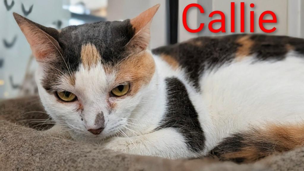 Callie, Adoptable, Adult Female Domestic Short Hair.