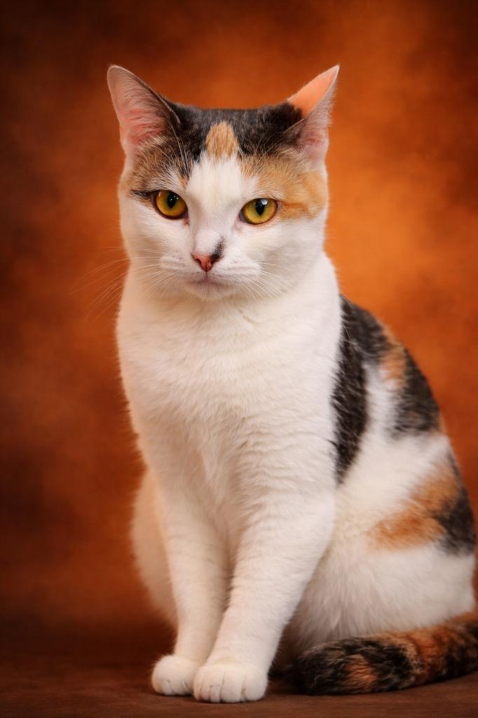 Enlarge Callie, a Adoptable mixed breed in Leonardtown, MD image 1/3