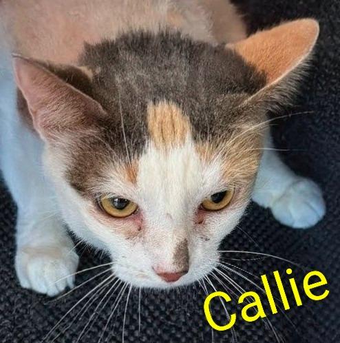 Enlarge Callie, a Adoptable mixed breed in Leonardtown, MD image 2/2