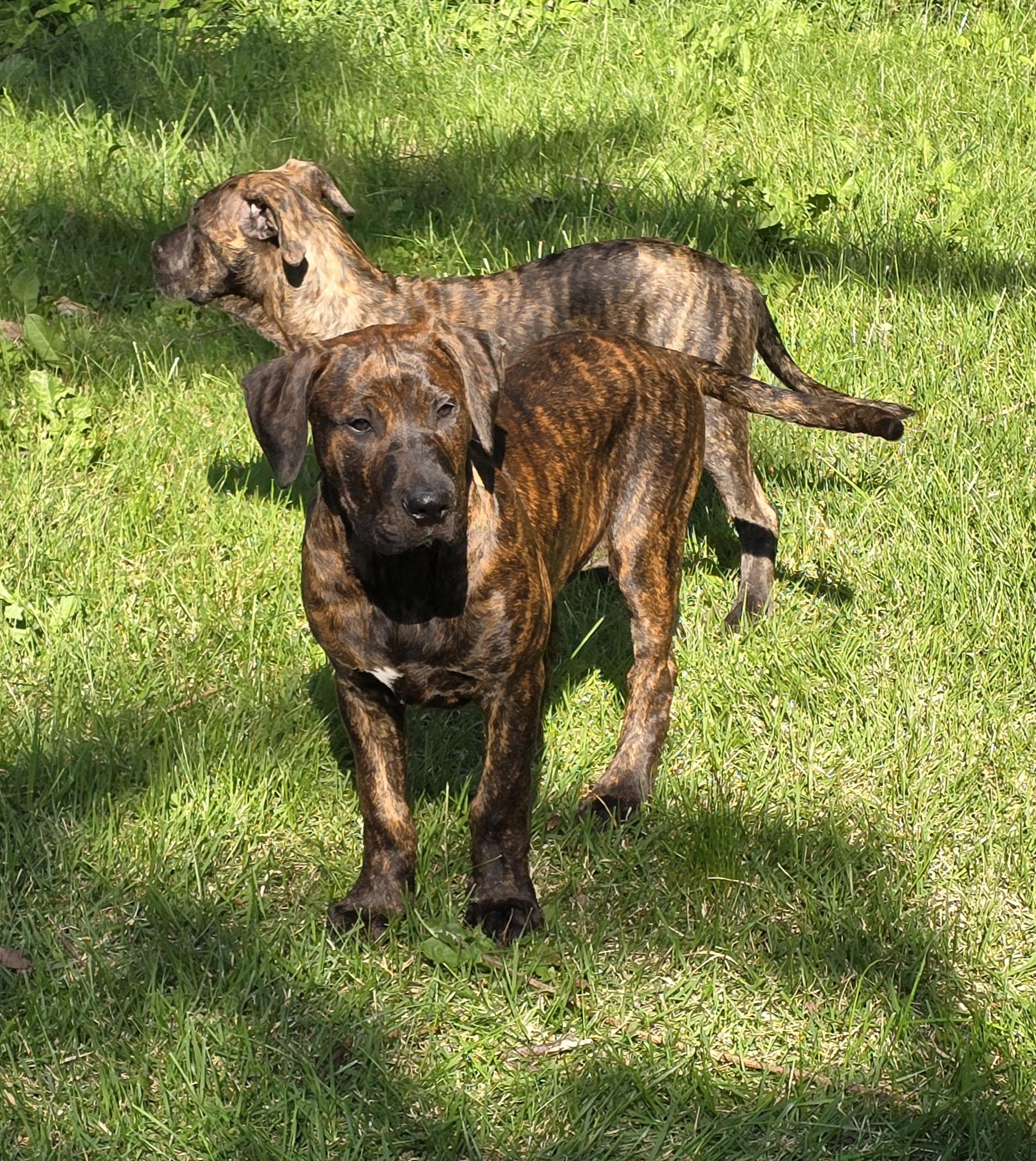 Enlarge Tank, a ADOPTABLE mixed breed in Elizabeth, PA image 3/5