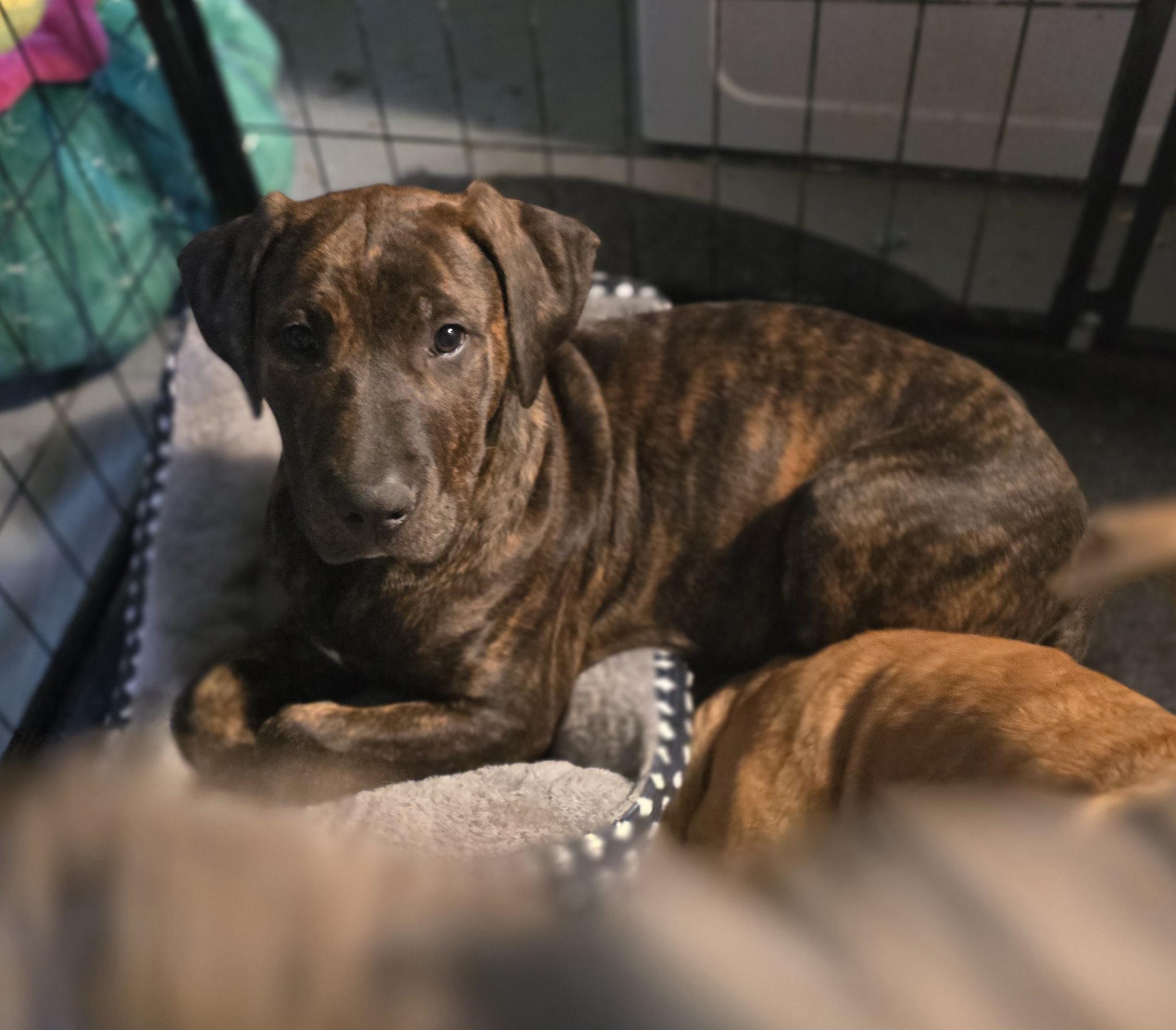 Enlarge Tank, a ADOPTABLE mixed breed in Elizabeth, PA image 2/5