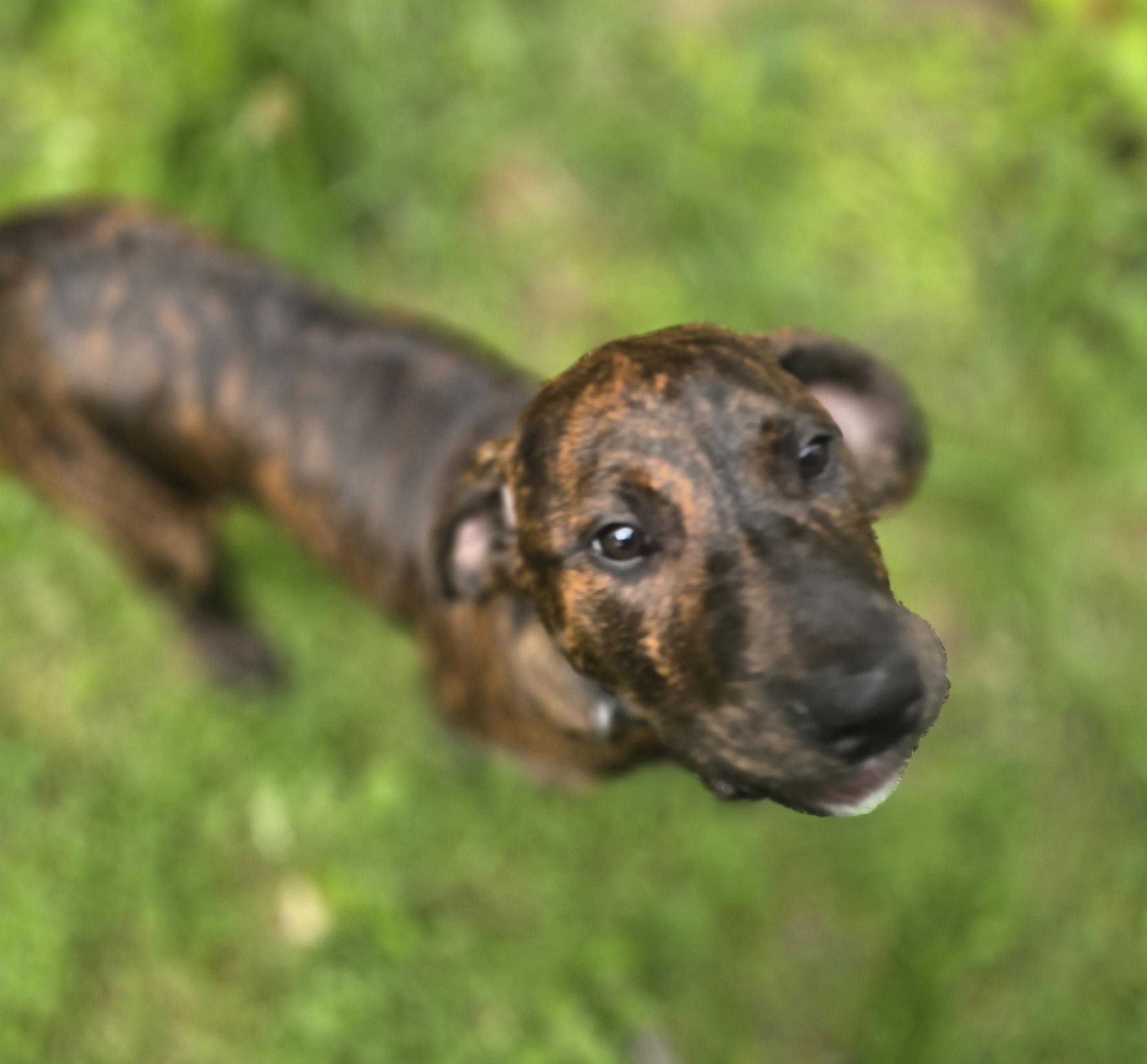 Enlarge Tank, a ADOPTABLE mixed breed in Elizabeth, PA image 5/5