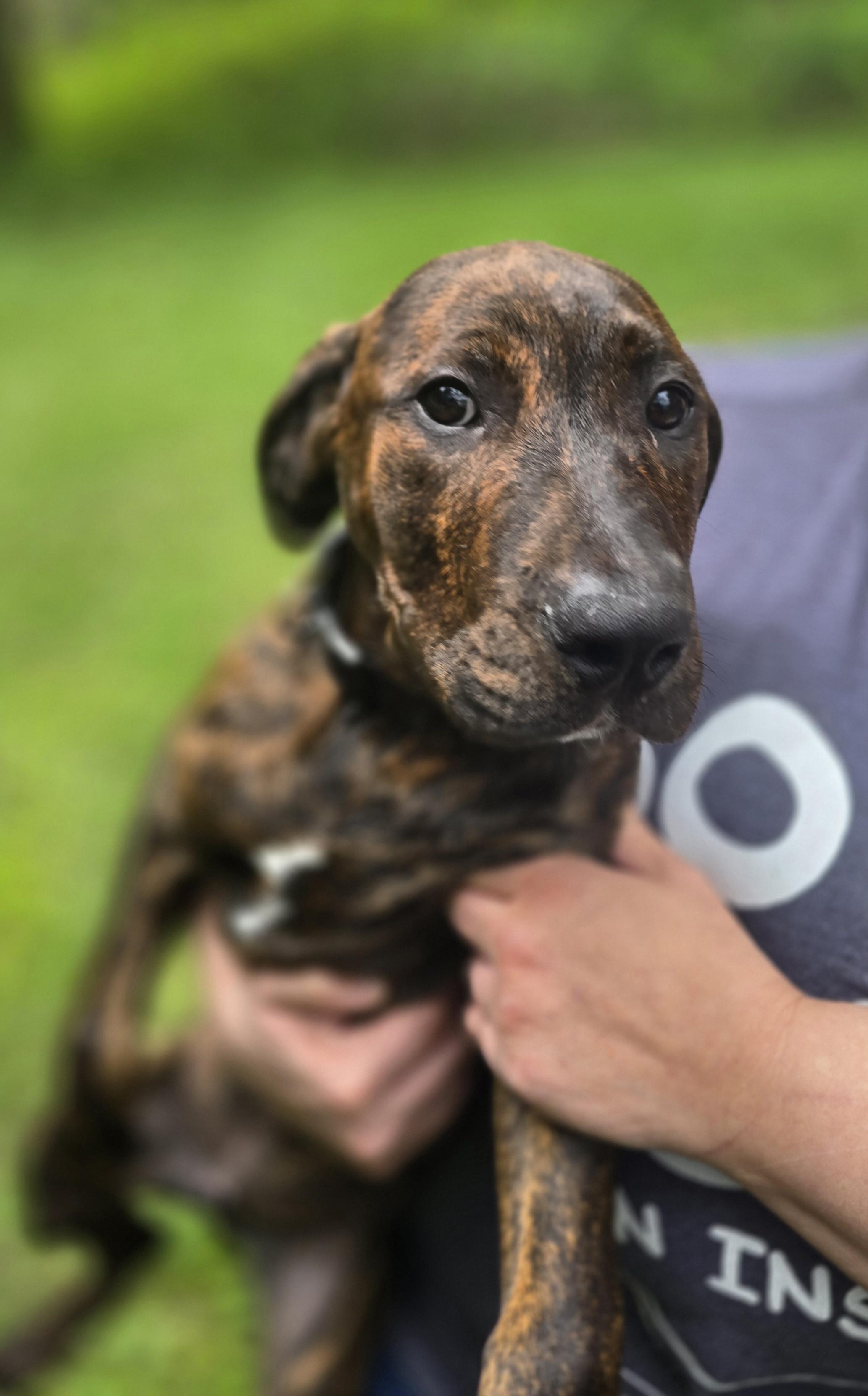 Enlarge Tank, a ADOPTABLE mixed breed in Elizabeth, PA image 4/5