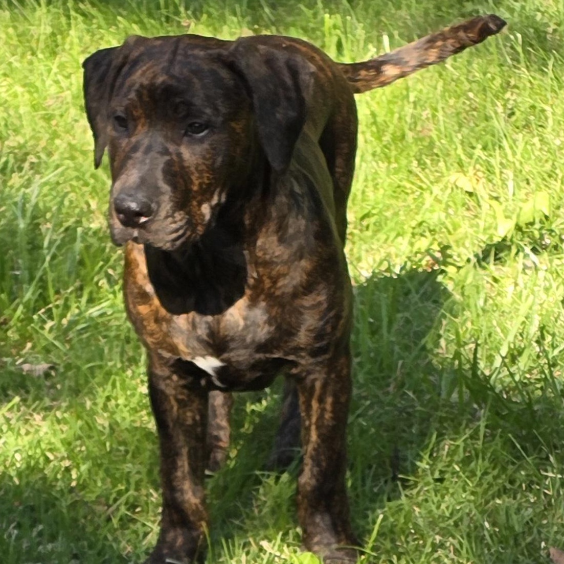 Enlarge Tank, a ADOPTABLE mixed breed in Elizabeth, PA image 1/5