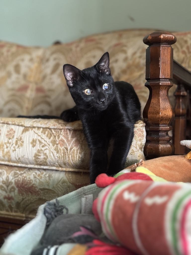 Victoria Neuman, a Adopted Domestic Short Hair in Levittown, PA image 6/6