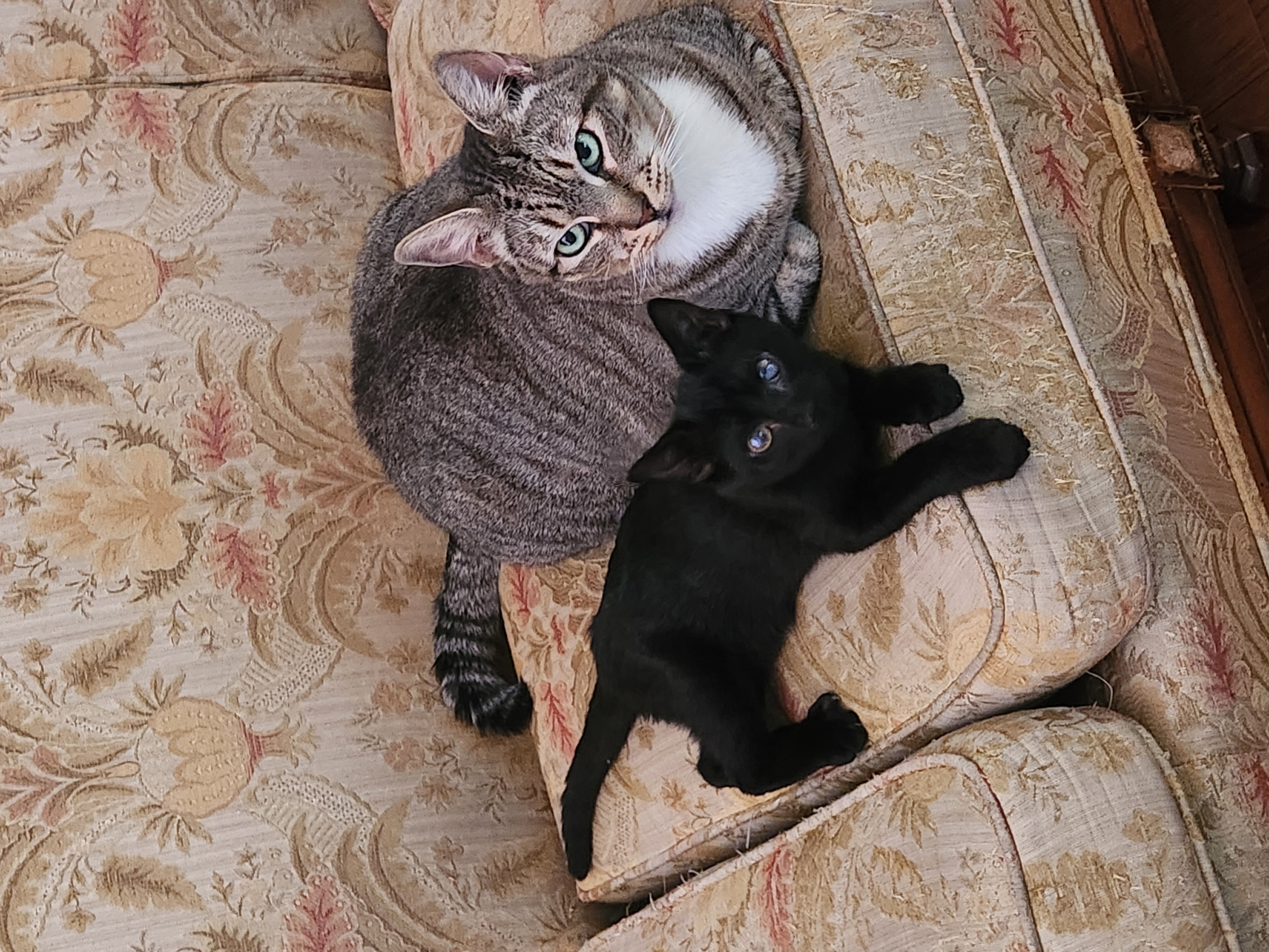 Victoria Neuman, a Adopted Domestic Short Hair in Levittown, PA image 5/6