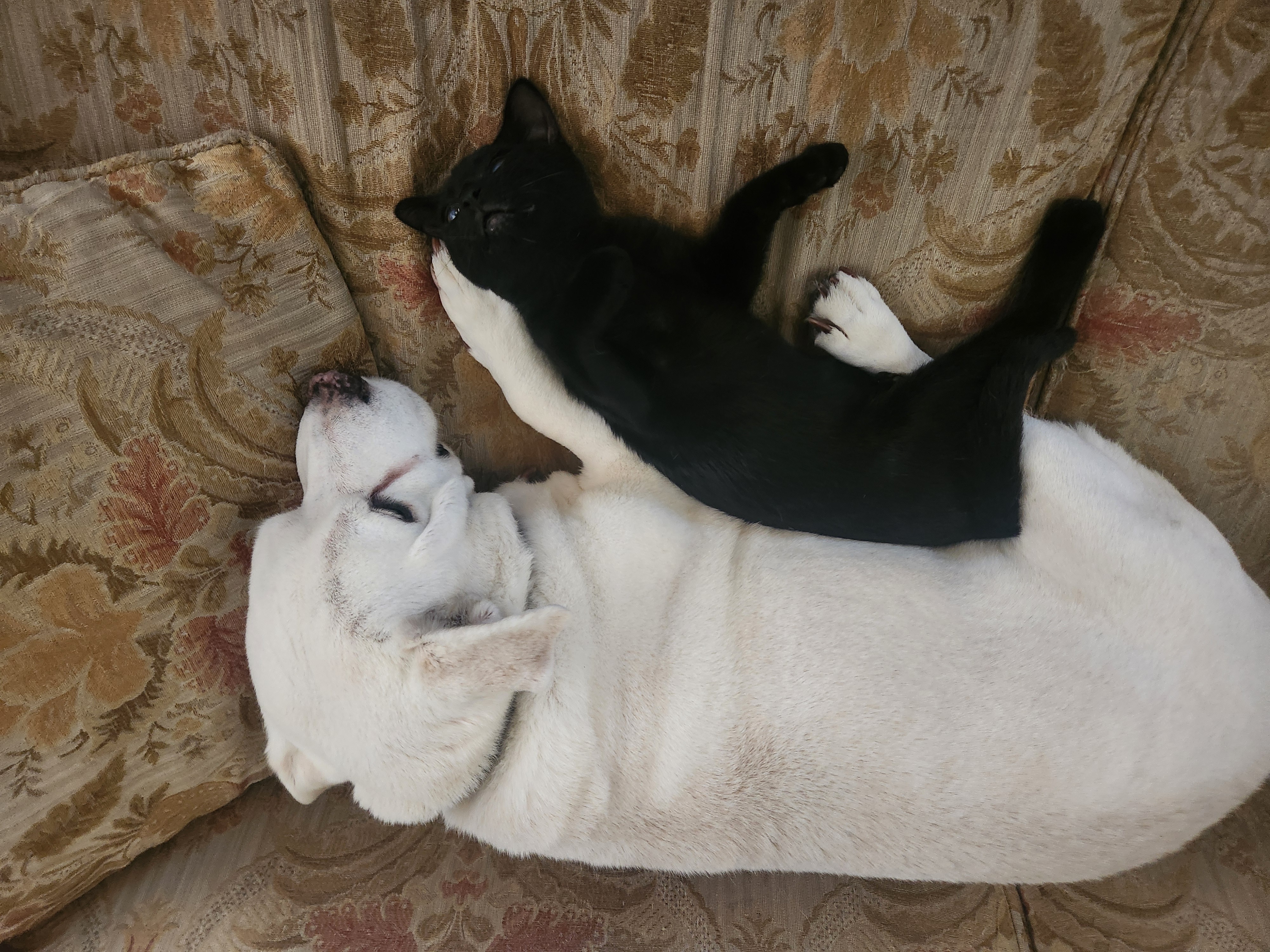 Victoria Neuman, a Adopted Domestic Short Hair in Levittown, PA image 4/6