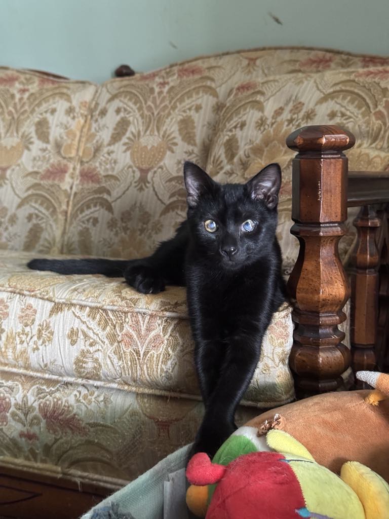 Victoria Neuman, Adopted, Kitten Female Domestic Short Hair.