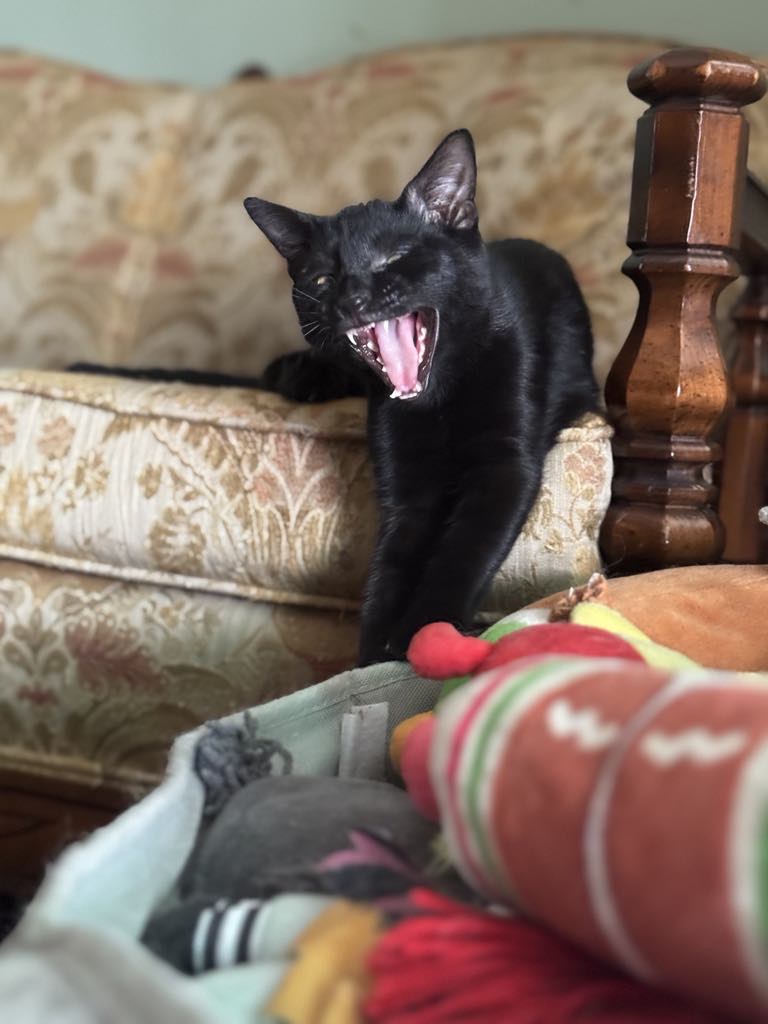 Victoria Neuman, a Adopted Domestic Short Hair in Levittown, PA image 2/6