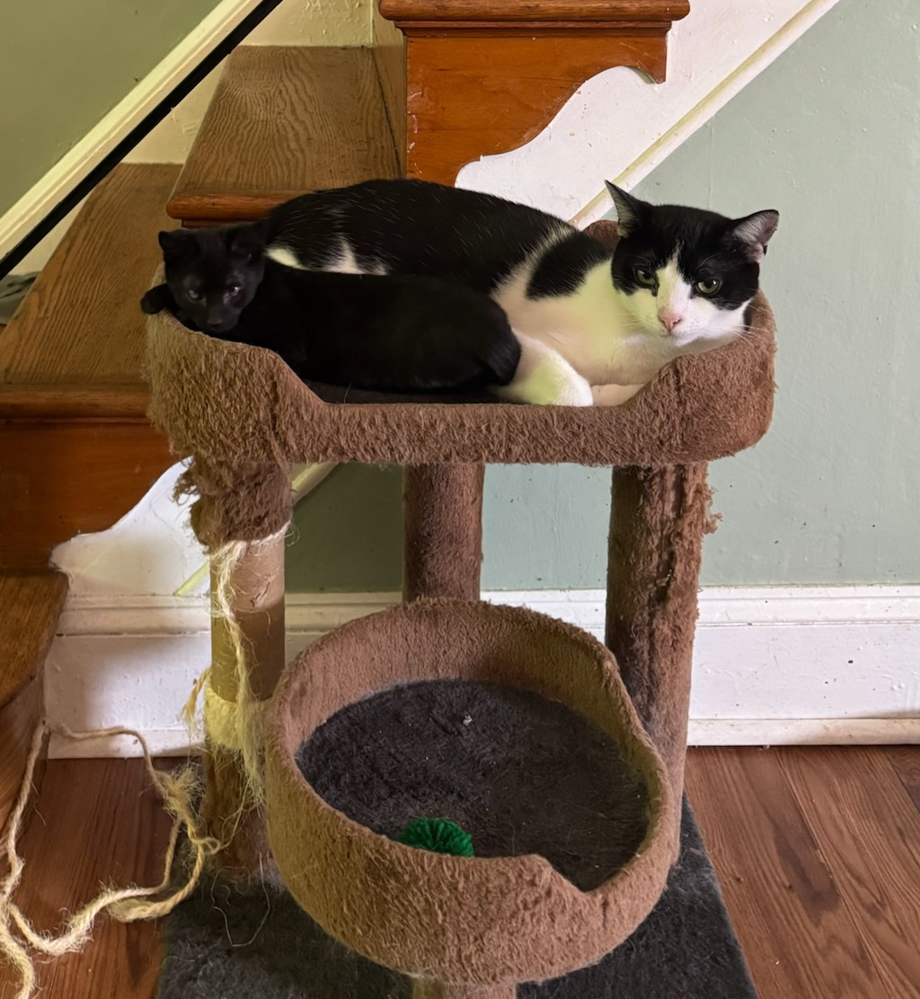 Victoria Neuman, a Adopted Domestic Short Hair in Levittown, PA image 3/6