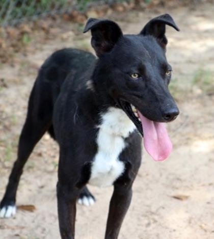 Cash, Adoptable, Young Male Labrador Retriever & Mixed Breed.