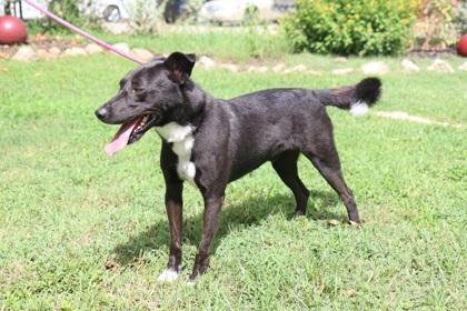 Enlarge Cash, a Adoptable mixed breed in Tyler, TX image 2/5