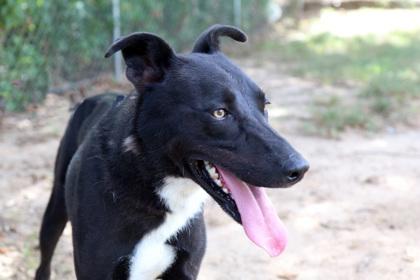 Enlarge Cash, a Adoptable mixed breed in Tyler, TX image 4/5