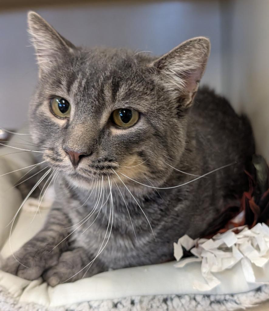 Harry, Adoptable, Young Male Domestic Short Hair.