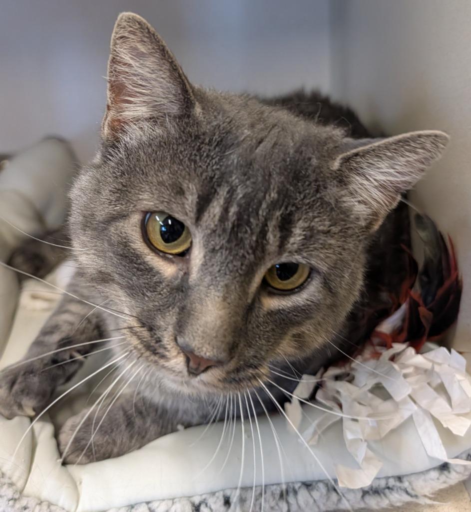 Enlarge Harry, a Adoptable mixed breed in Thayne, WY image 4/6