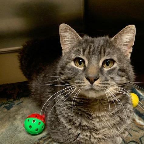 Enlarge Harry, a Adoptable mixed breed in Thayne, WY image 5/6