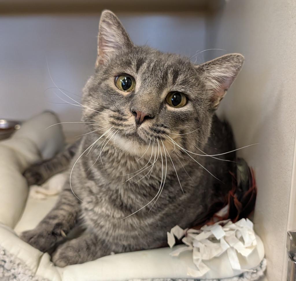 Enlarge Harry, a Adoptable mixed breed in Thayne, WY image 6/6