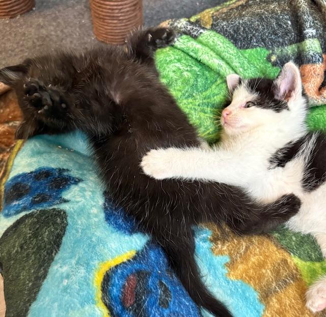 Igor, Adopted, Young Male Domestic Short Hair.