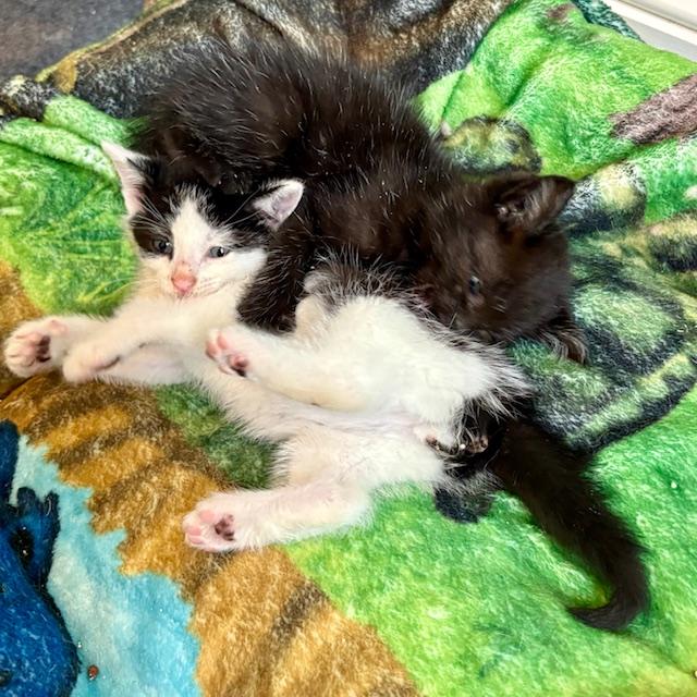 Igor, a Adopted mixed breed in Hull, MA image 2/5