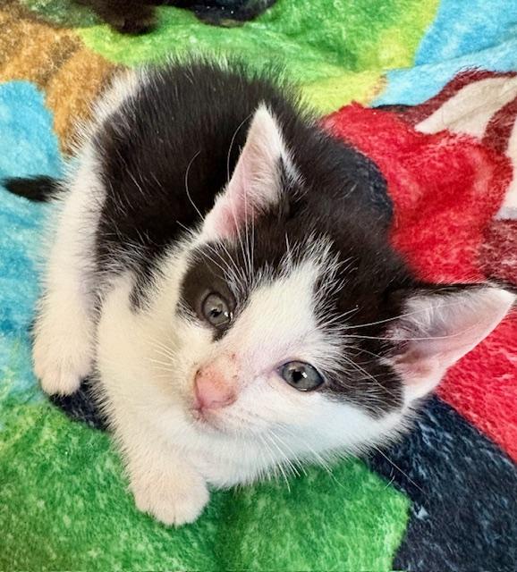 Igor, a Adopted mixed breed in Hull, MA image 3/5