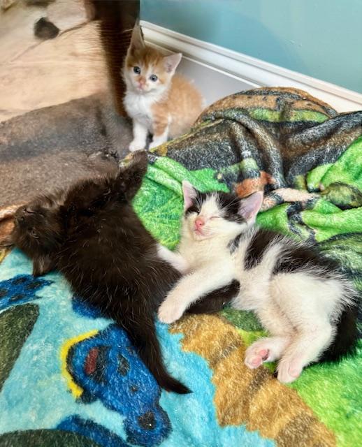 Igor, a Adopted mixed breed in Hull, MA image 4/5