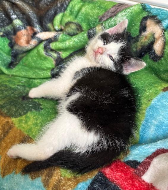 Igor, a Adopted mixed breed in Hull, MA image 5/5