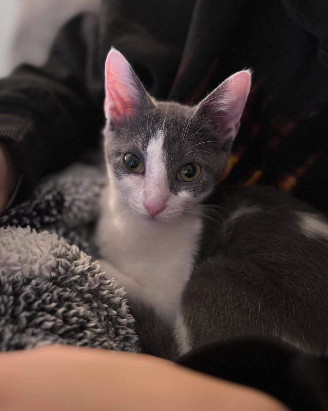 Enlarge Roxy, a Adoptable Domestic Short Hair in Oakboro , NC image 1/3