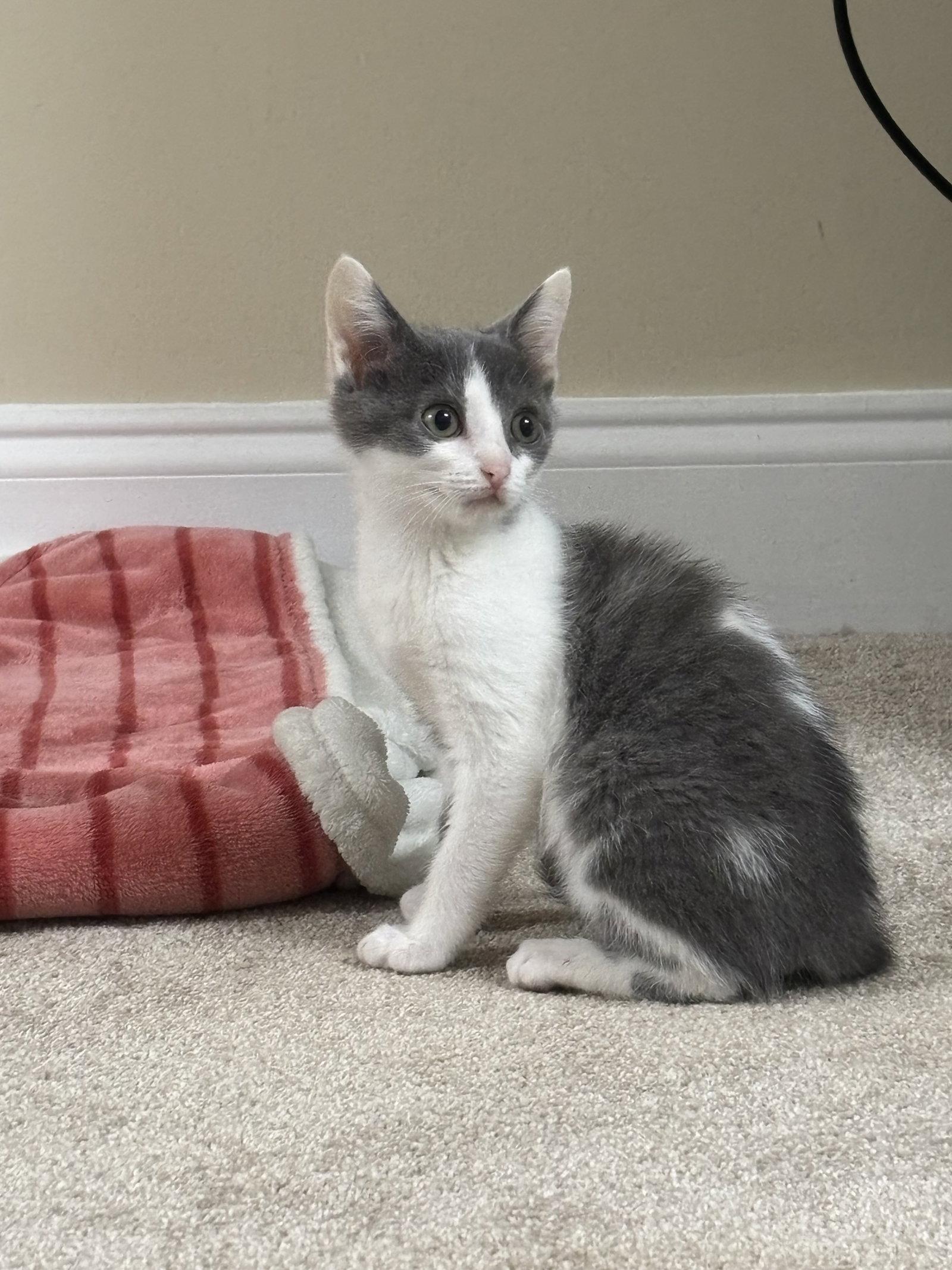 Roxy, a Adoptable Domestic Short Hair in Oakboro , NC image 1/3