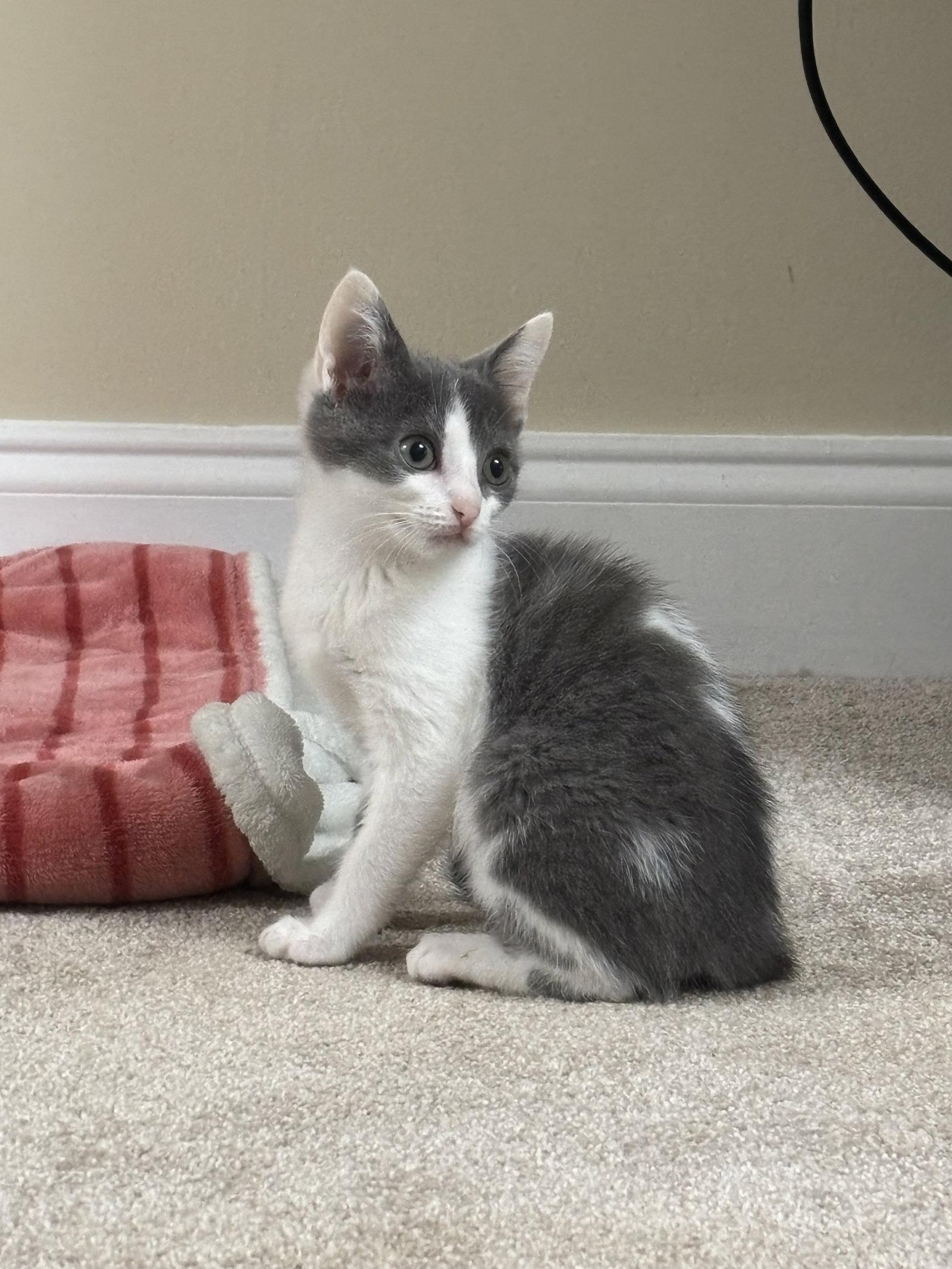 Roxy, a Adoptable Domestic Short Hair in Oakboro , NC image 2/3