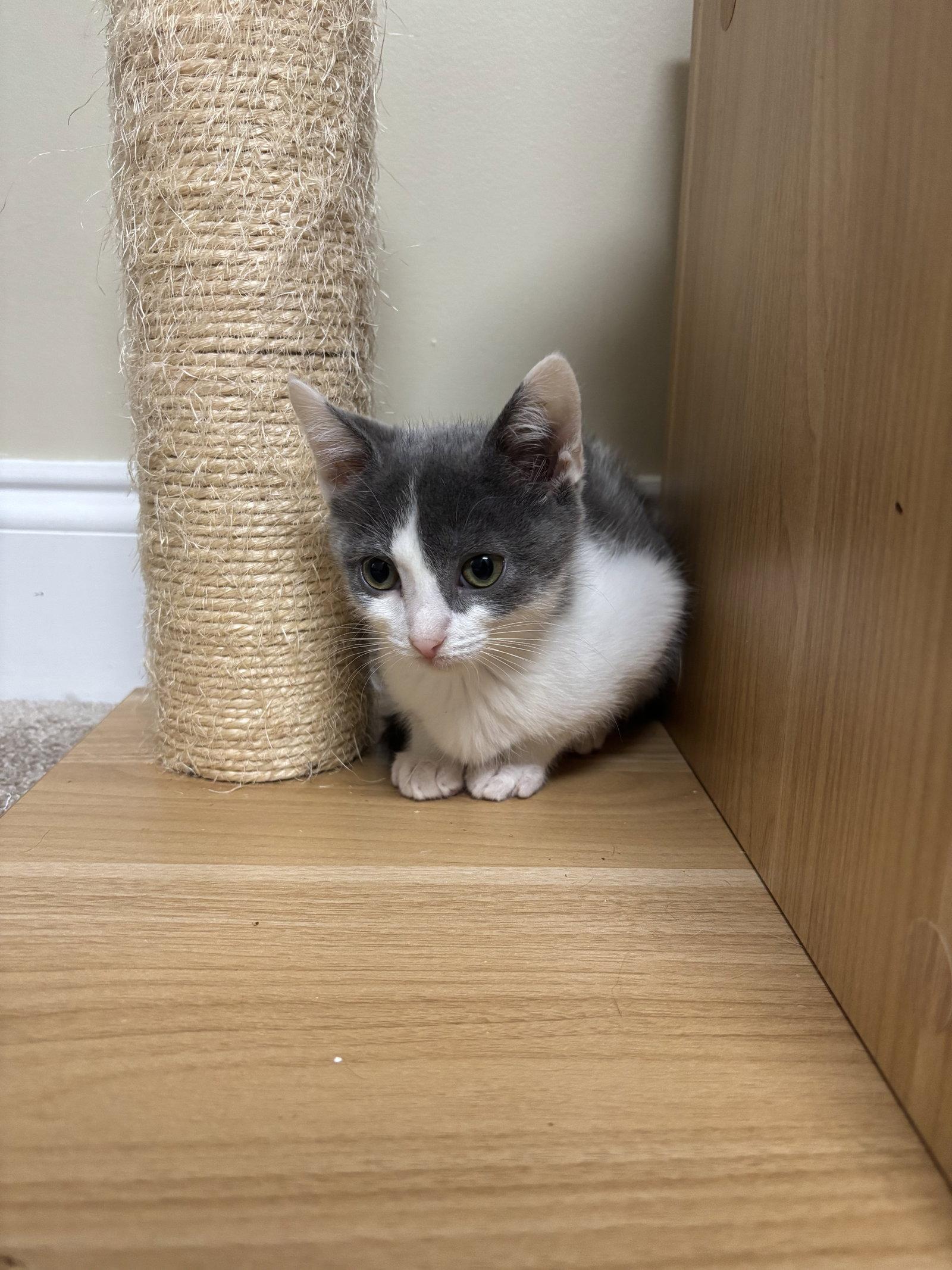 Roxy, a Adoptable Domestic Short Hair in Oakboro , NC image 3/3