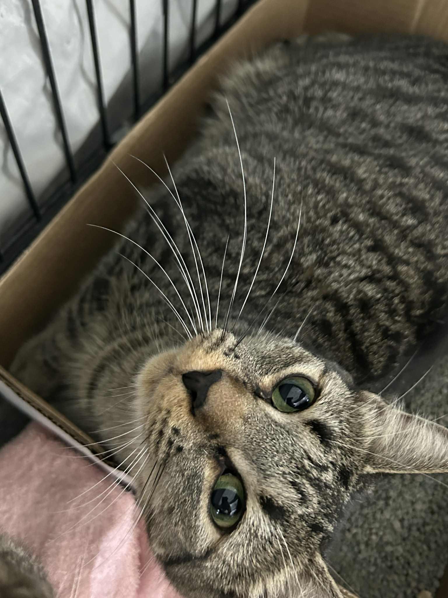 Ivy, ADOPTABLE, Adult Female Domestic Short Hair.