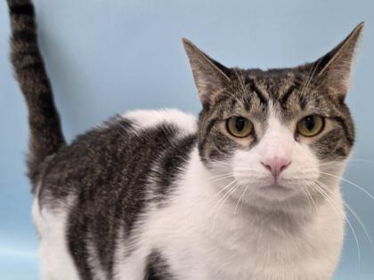 Chip, Adoptable, Adult Male Domestic Short Hair & Domestic Short Hair.