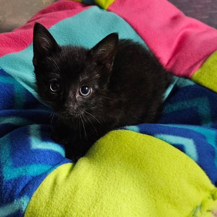 Enlarge Pickle, an adopted Domestic Short Hair in Bordentown, NJ image 1/1