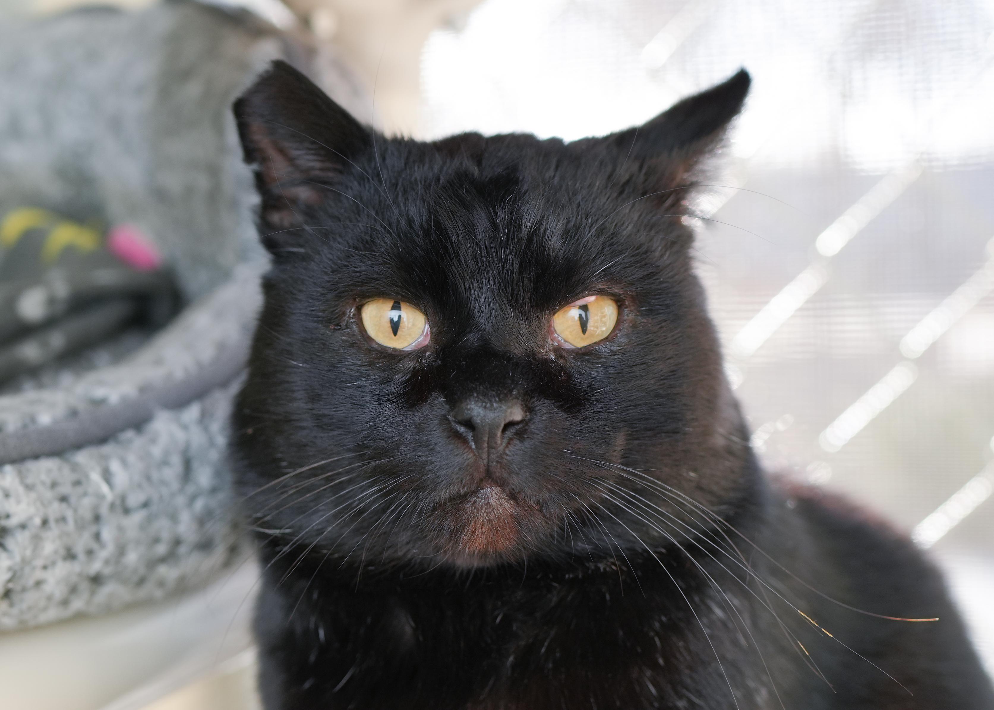 Jellybean, adopted, Adult Male Domestic Short Hair.
