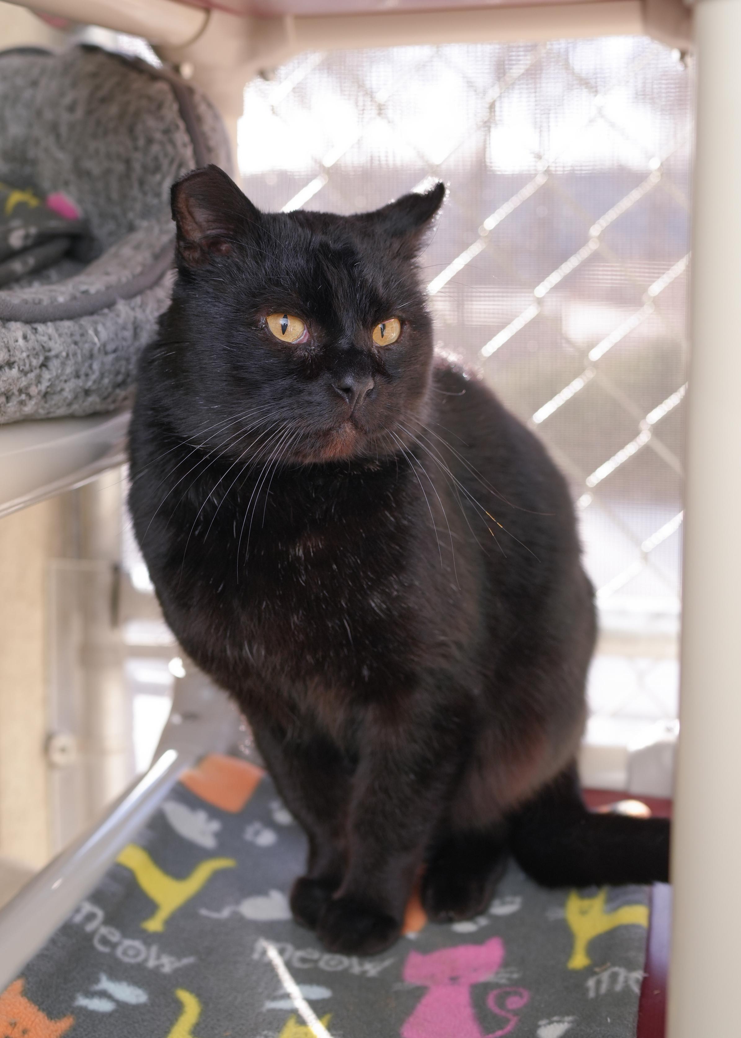 Jellybean, an adopted Domestic Short Hair in Boise, ID image 2/2