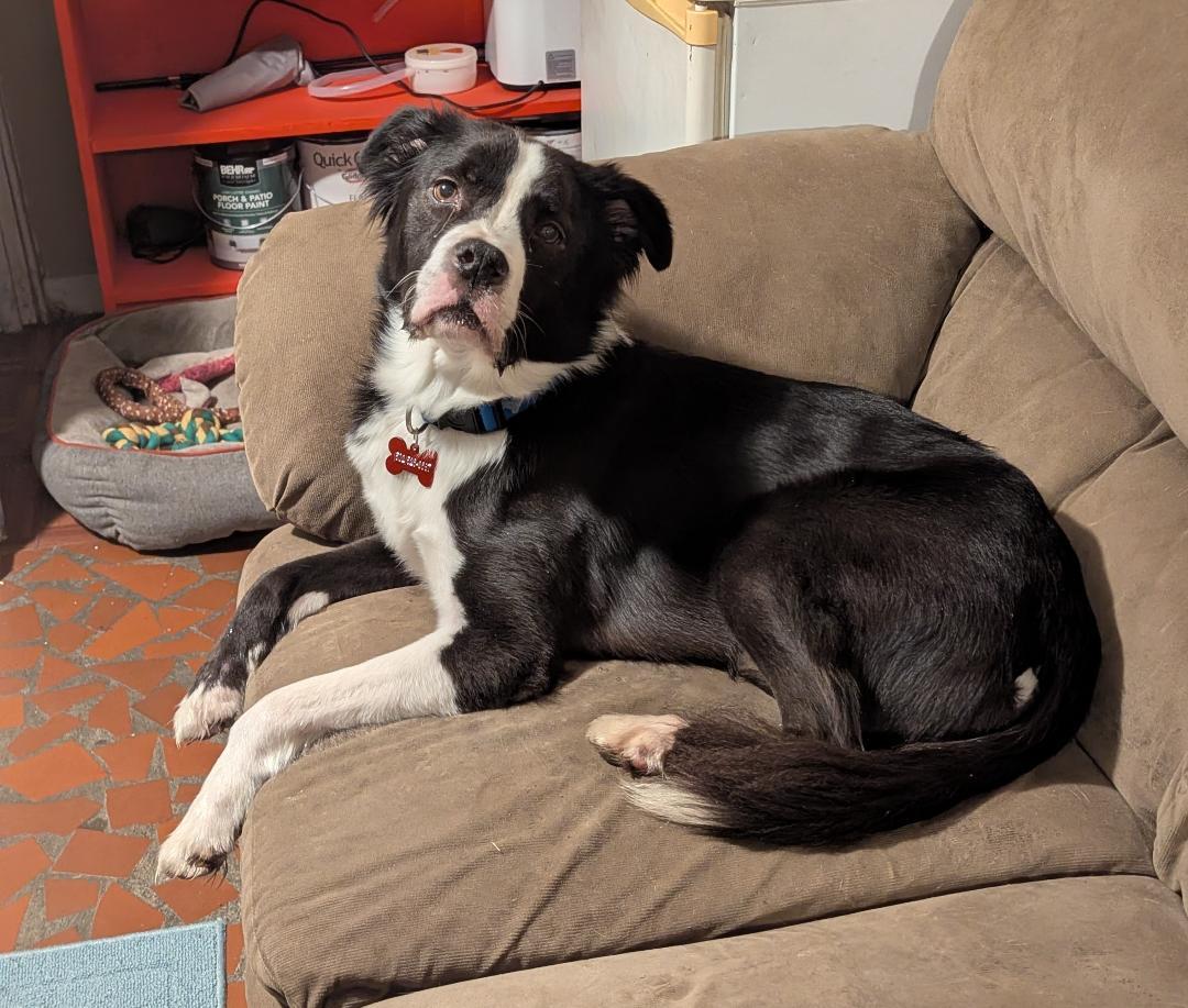 Tango, Adoptable, Adult Male Mixed Breed.