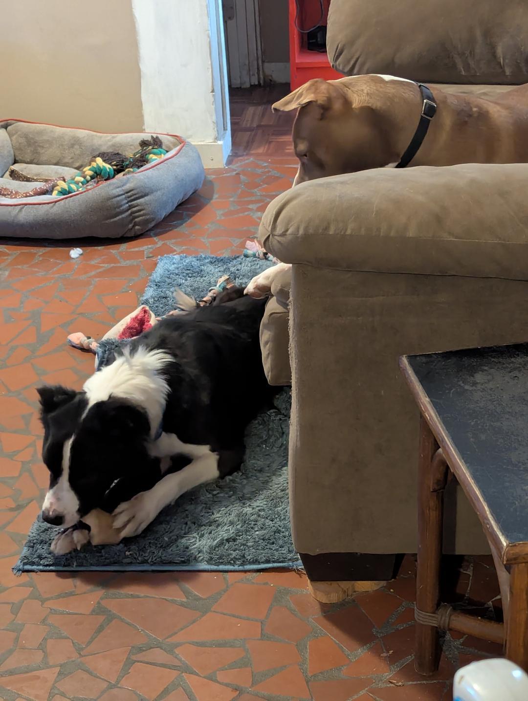 Enlarge Tango, a Adoptable Mixed Breed in Louisville, KY image 2/3