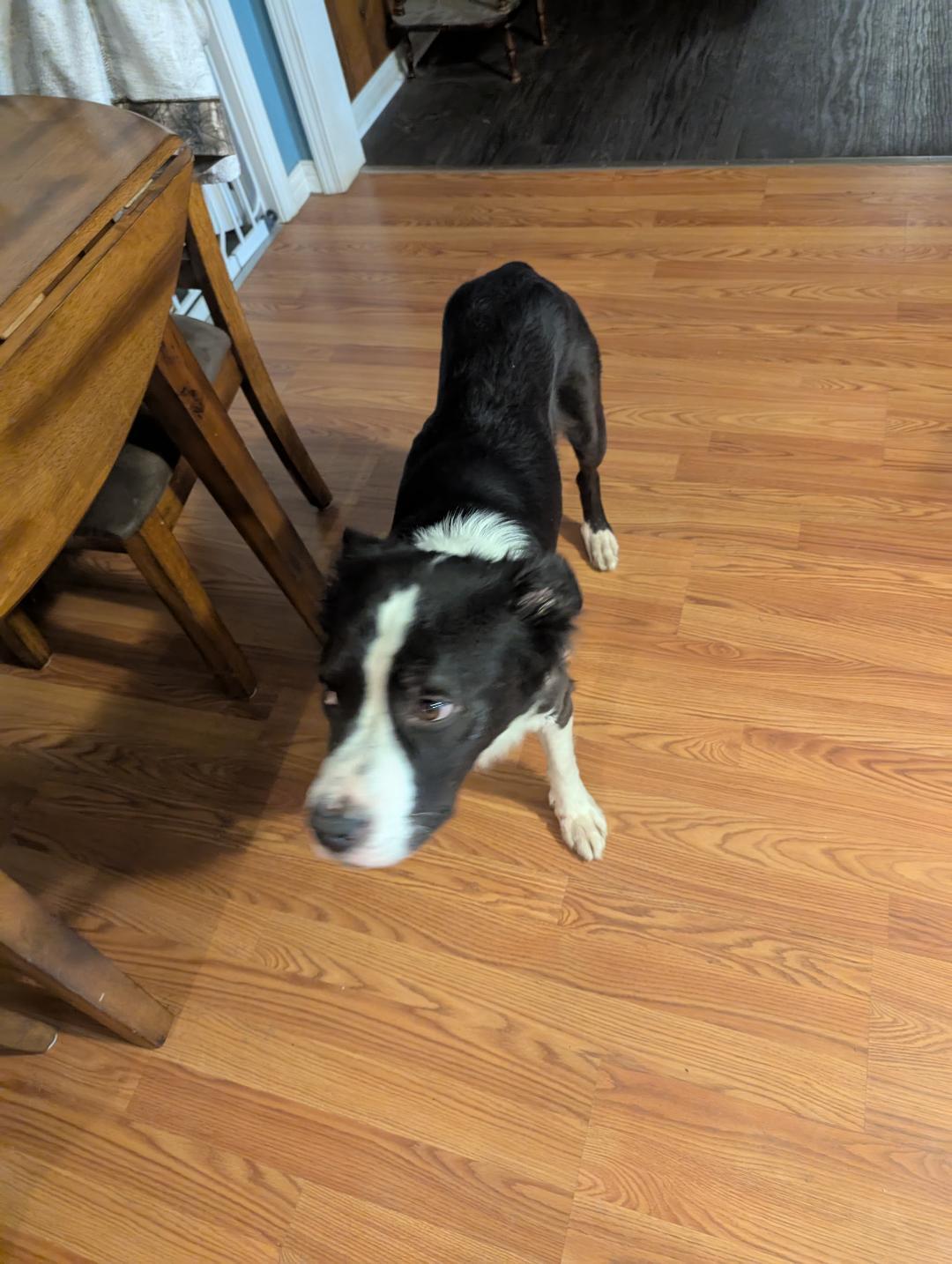 Enlarge Tango, a Adoptable Mixed Breed in Louisville, KY image 3/3