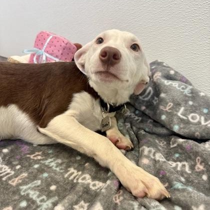 Enlarge Chestnut, an adopted mixed breed in Roseburg, OR image 2/3